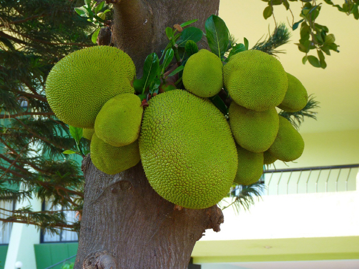 Old man in his 80s picking jackfruit dies from falling fruit