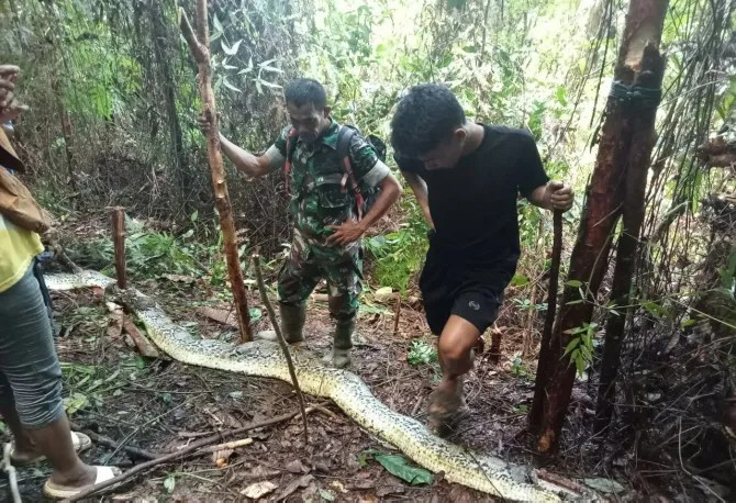 Woman on her way to buy child medicine, husband witnessed by python swallowing 'Shock'