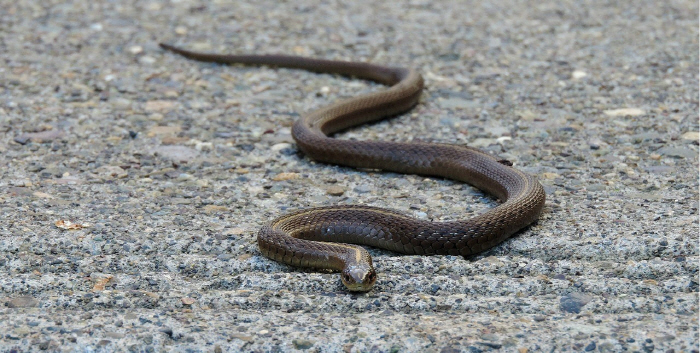 A man who has been bitten twice by a snake, bites three times 'revenge'