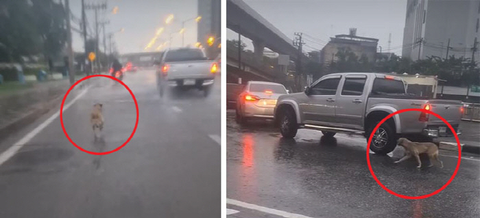 Abandoned Dog Chases Owner's Car in Heavy Rain 'Anger'