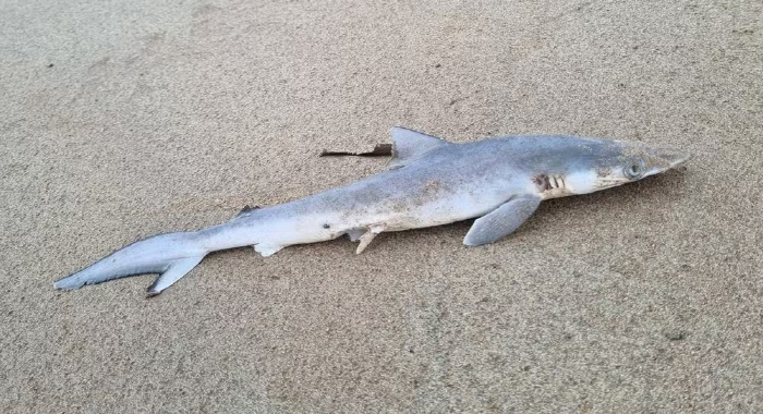 Brazilian Coastal Shark 'Drug Ingredients'Detected Up to 100x Concentration Than Other Fish