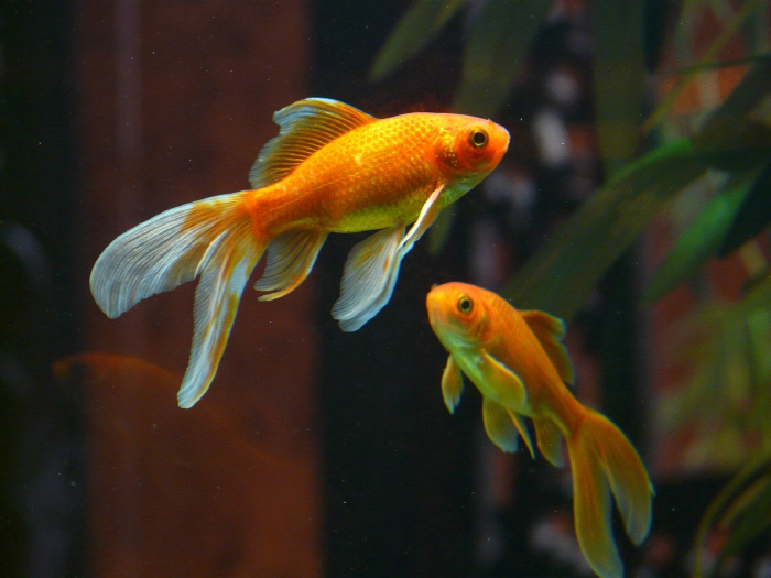 Fish are brainless?'Remembering after 11 months'