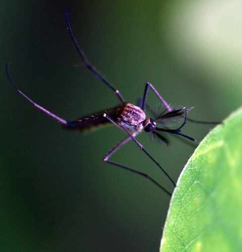 First Malaria Alert issued in Seoul, How to deal with it?