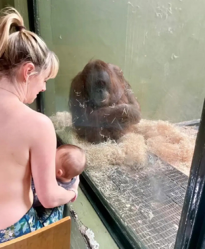 Unclothed Moms, What Are The Results Of Teaching Orangutans To Breast?