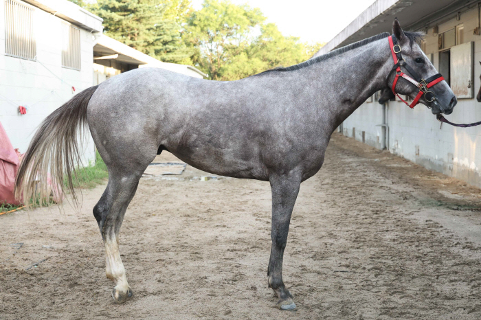  'Who is the super rookie to command Korean horse racing?' The two-year-old's strongest winner will be held on the 25th