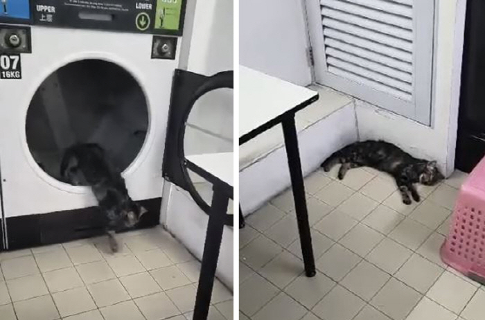 'Why are you coming out of there?' Let's stop the laundry dryer, the cat 'Beetle'