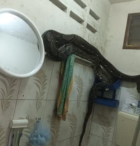 Pythons 'Duk' fall from the ceiling and hang in the bathroom'I fainted at night'