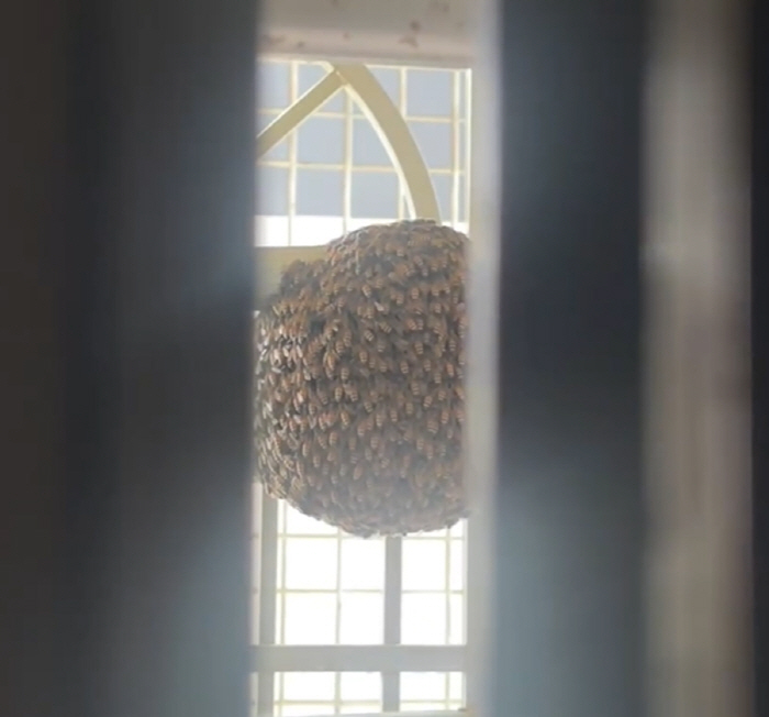 A herd of bees growing to the size of a volleyball in three days on the balcony 'Evil'