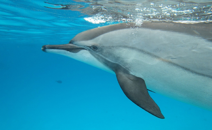 16 off the coast of a dolphin because of aggressive complaints from tourists?