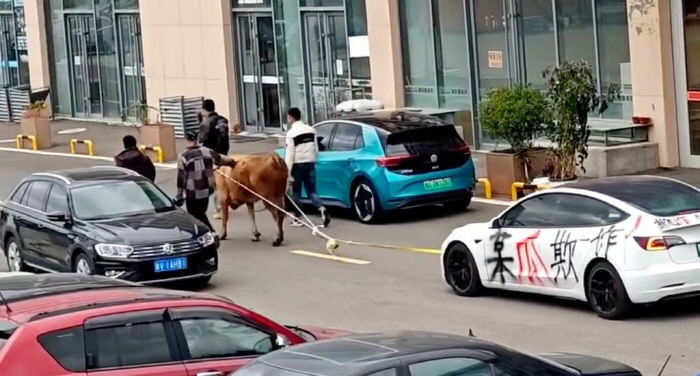 Tesla Vehicles Attracted by Cows'Greased by Used Car Companies' Protests