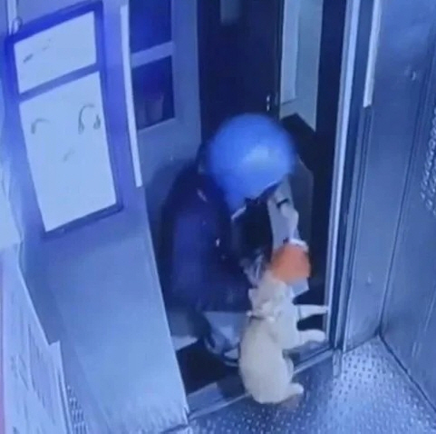 The delivery driver threw a cat from the 26th floor and even filmed a video of 'Shock''