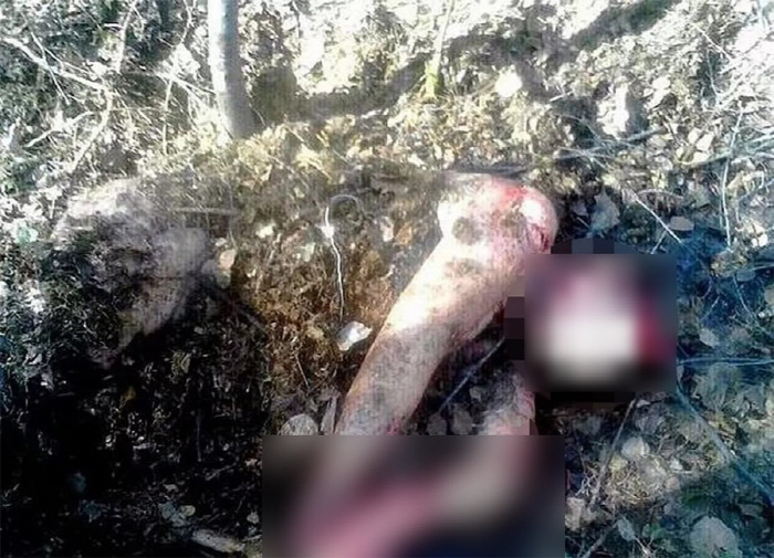 Woman Buried Under Wild Bear Attack 'Miracle Survival'Store of prey?