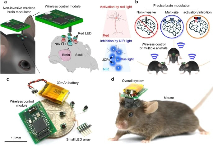 Development of non-invasive nerve control technology to treat brain diseases is expected to utilize treatment such as Parkinson's disease