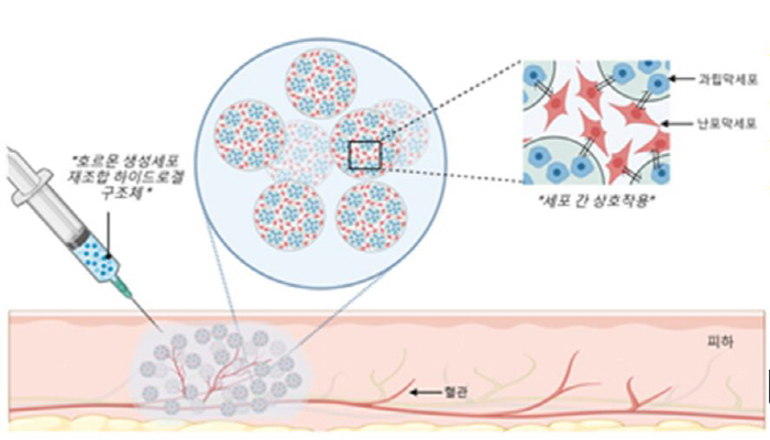 Development of a replacement for menopausal women's drug hormone therapy 'cell-based artificial ovaries'
