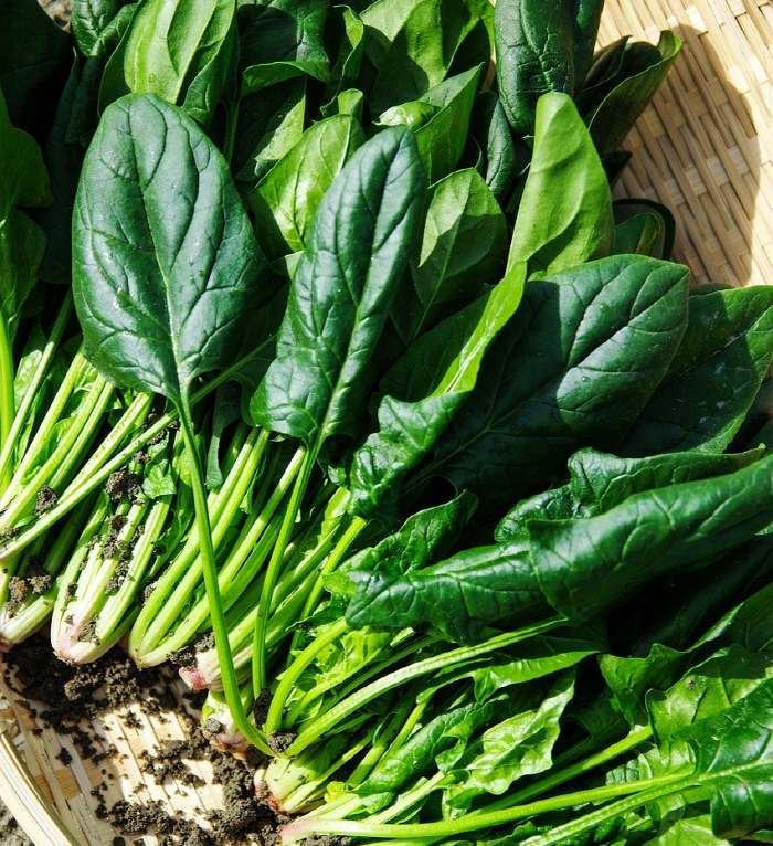 A man who likes raw spinach gets kidney disease, why?