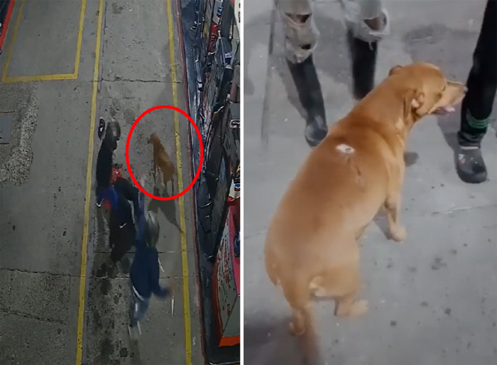 Hero Abandoned Dog Defeats Gas Station Robbery, Touched by Story