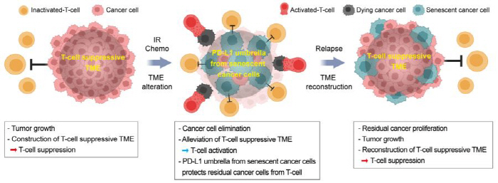 Aging Cancer Cells Act as Anti-cancer Immunization Protection Shield...the role of cancer recurrence