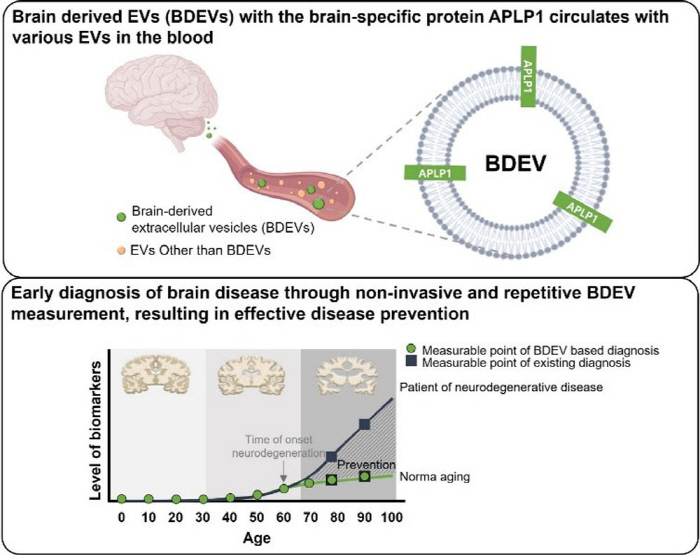 Blood tests open up the possibility of early diagnosis of brain disease...It can be repeatedly tested at a low cost