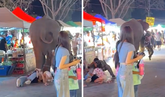 Elephant stunned by fireworks, at least five injured in crowd attack