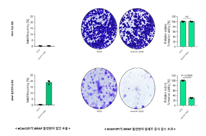 New gene scissors reduce cancer cell proliferation by 30%...Presents the possibility of precision cancer treatment