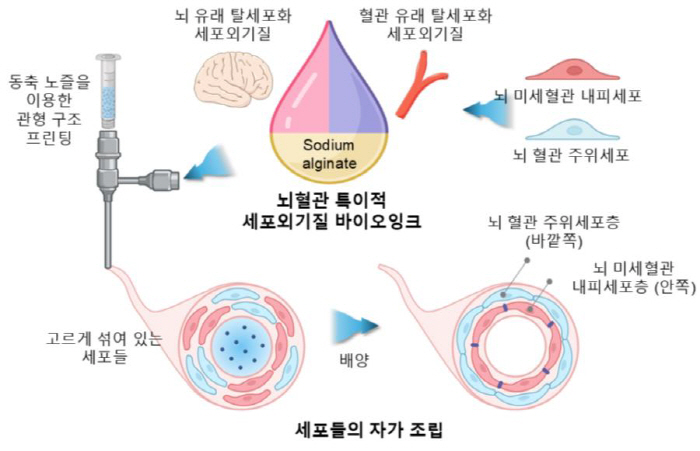 Developing a 3D cerebrovascular barrier model...Help in the Study of Neurodegenerative Diseases