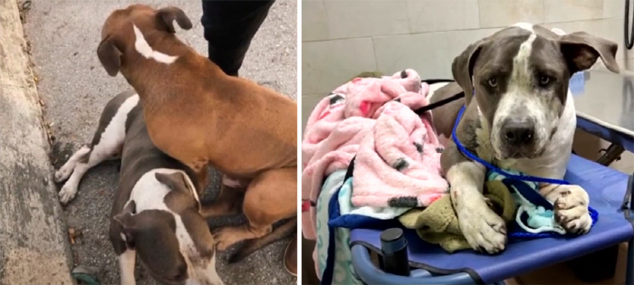 The story of the abandoned dog who was protecting his friend who was run over by a car is touching