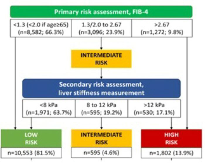 Evaluation of Metabolic Adipose Liver Diseases and Liver Fibrosis Confirms the Effectiveness of the Second Stage Model