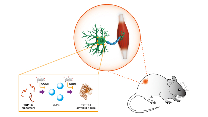 Korean researchers propose nanomaterial-based treatments to inhibit protein aggregation that causes Lou Gehrig's disease