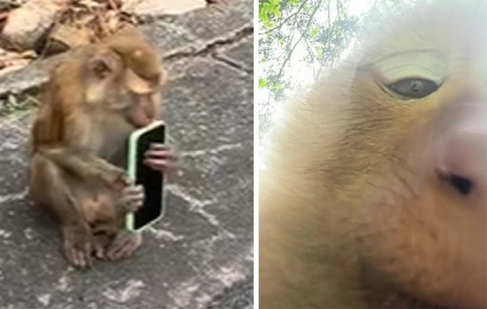 Taking a selfie of a monkey that stole tourists' cell phones...Even the makeup is perfect