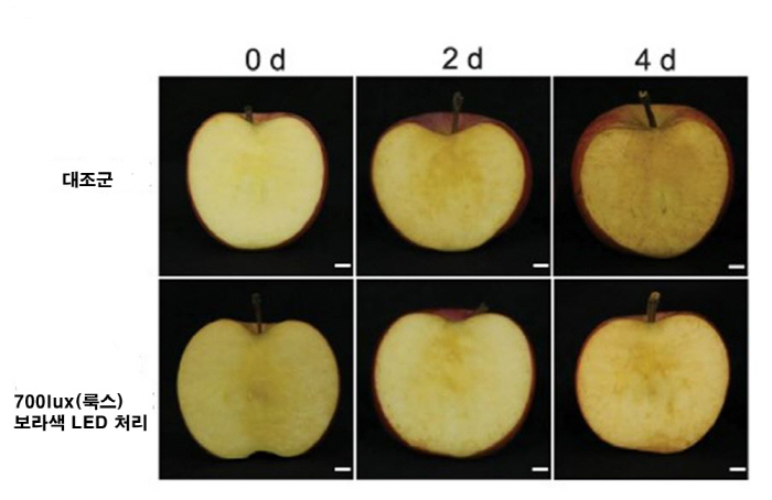 If the purple LED light shines on the apple, it will slow down the browning