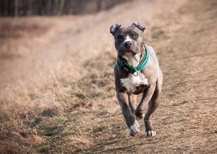 Dog accident shooting, owner injury...a playful dog