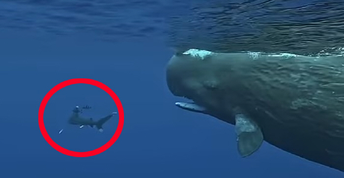 A pair of sperm whales kick out sharks that were attacking divers...Escort like a bodyguard