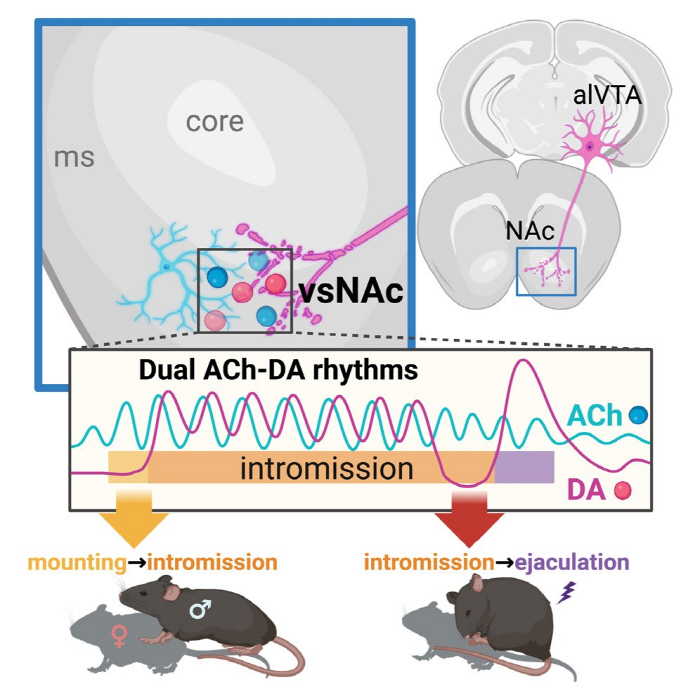 Identifying changes in male brain hormones during sexual intercourse...New treatments for sexual dysfunction such as premature ejaculation