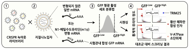 IBS Researchers Find Out How mRNA Vaccines Work