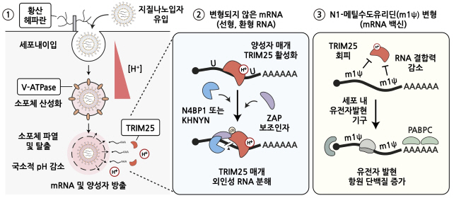 IBS Researchers Find Out How mRNA Vaccines Work