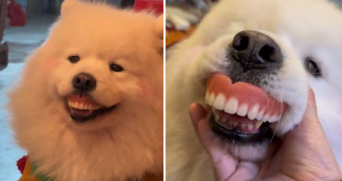 Missing grandmother dentures, the culprit's dog...Let's get caught