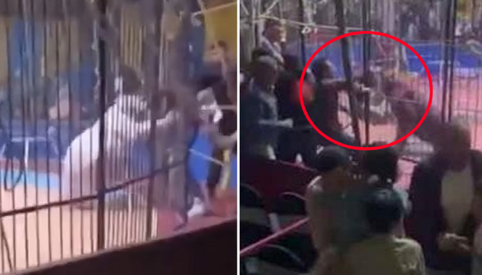 A tiger attacks a member during a circus performance, eventually losin | SportsChosun