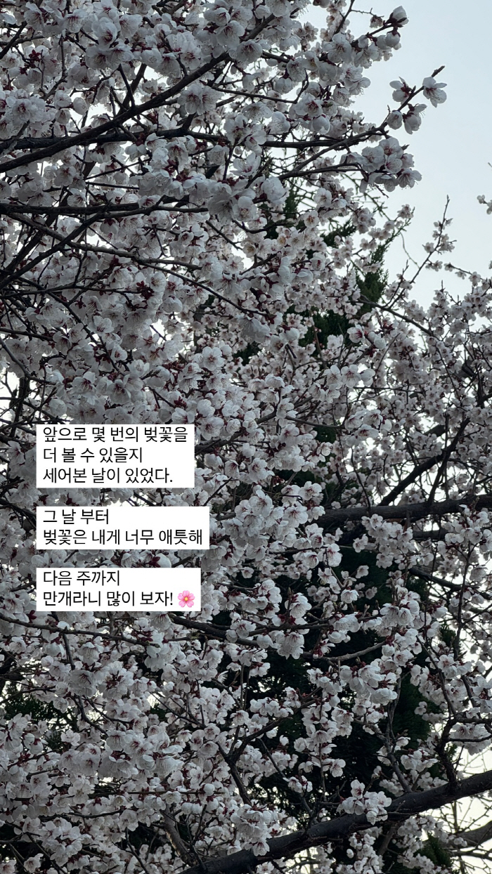 Park Sung-kwang ♥ Lee Sol, how many more cherry blossoms can we see during the treatment of women's cancer