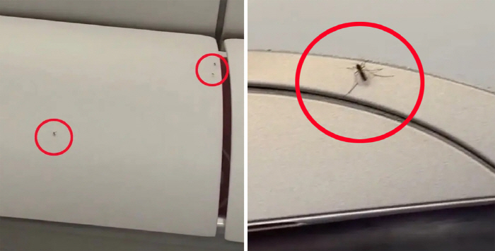 What's wrong with the mosquitoes inside the plane?I suffered for 90 minutes