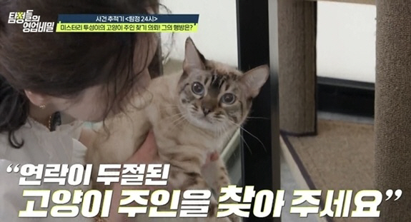 Anger explodes at the neglect of cats...The owner dives, and the hotel fee is 10 million won (business secret)