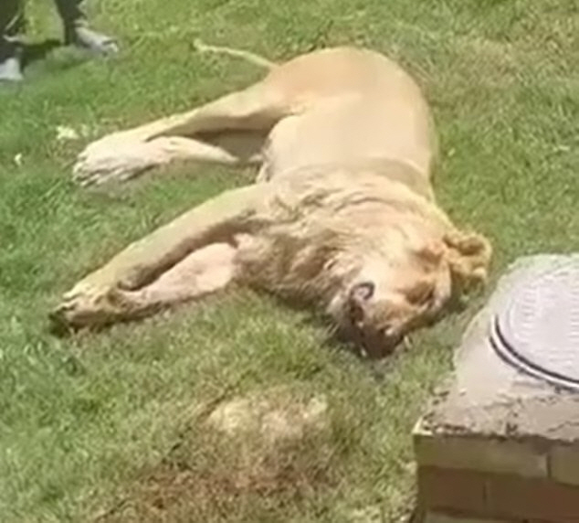 50-year-old man shocked to be eaten by a lion bought as a pet