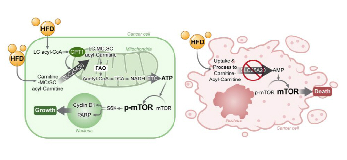 Causes of Pancreatic Cancer Growth by Obesity, Fatty Acid Oxidation, Not Hormones