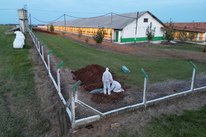 The first outbreak of highly pathogenic avian influenza at a poultry facility in Brazil, the largest exporter of chicken meat...How to prevent human infection?