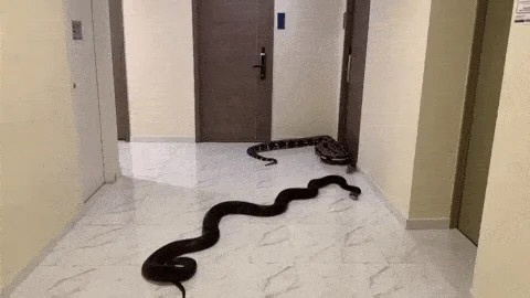 Who told you to keep a dog at home?Put two big snakes in front of the door