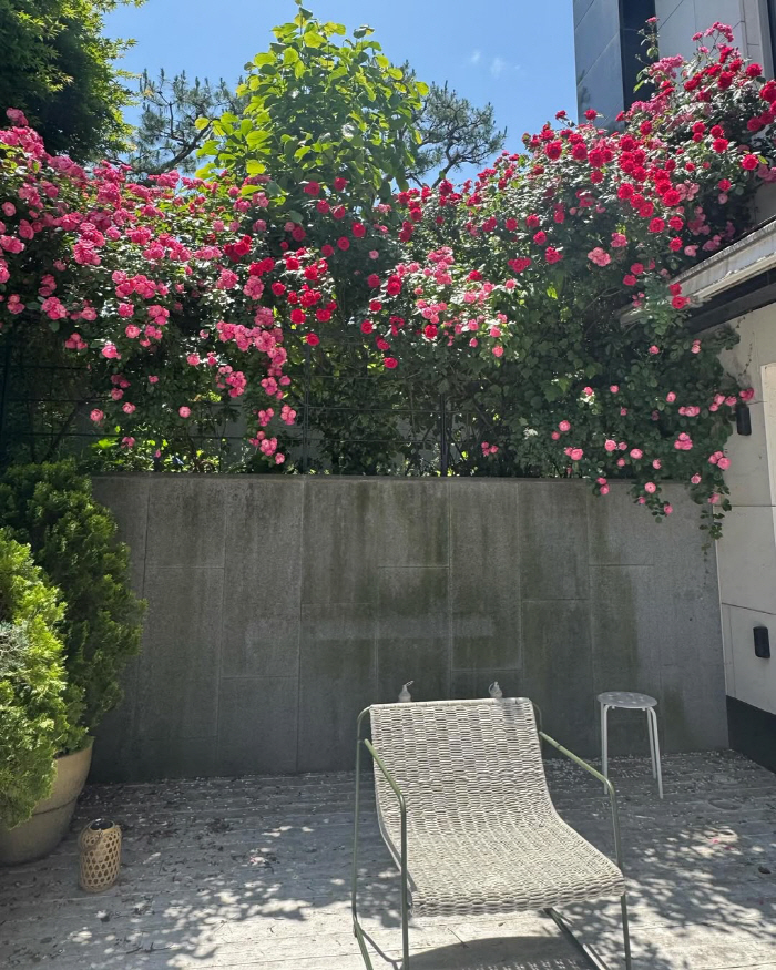 Um Jung-hwa, flowers on a day when she is soaked in the scent of healing roses in the yard of a 5 billion Hannam-dong house