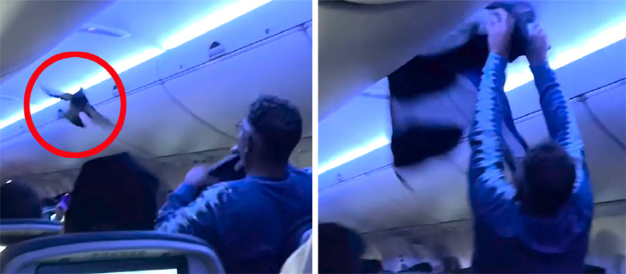 2 pigeons on a plane about to take off...stowaway failure