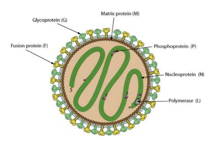 New designation of first-class infectious disease for the first time in five years...What kind of disease is Nipavirus?