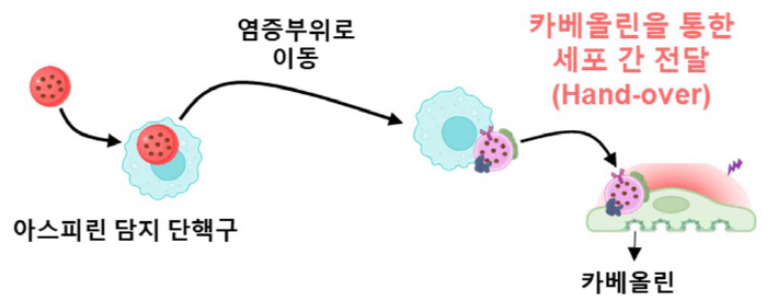 Immune Cells Deliver Drugs to Target Cells Develop a New Platform...Expectation for precision treatment of cancer and cardiovascular disease