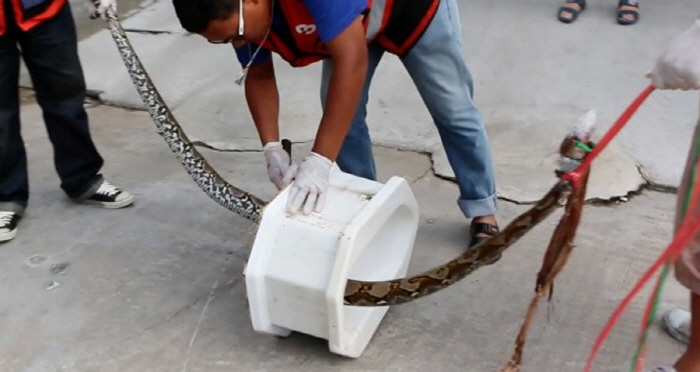 The man who was doing the business is bitten by a snake...I thought it was gone