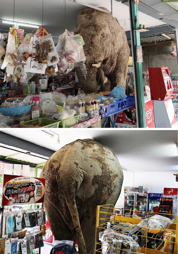 This place is a good restaurant…Wild Elephant Rampers Supermarket, Enjoy Snacks
